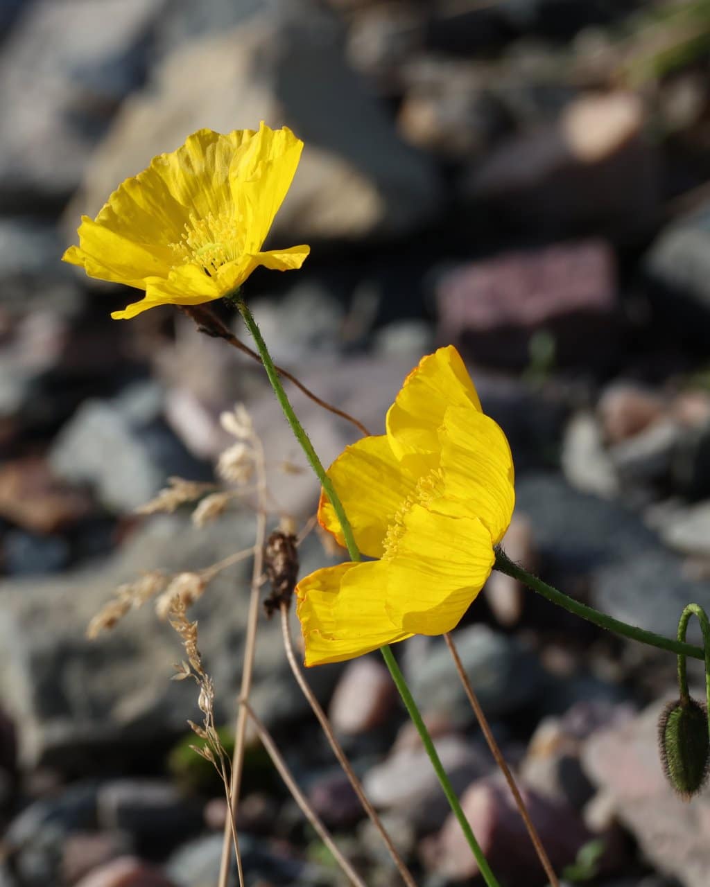 Berlevag_003