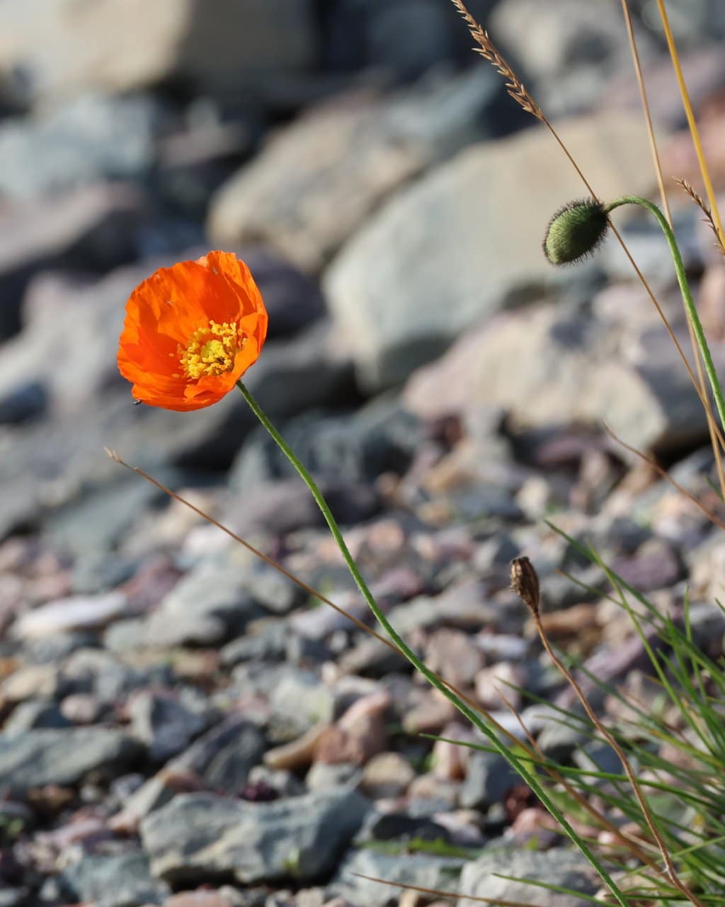 Berlevag_004