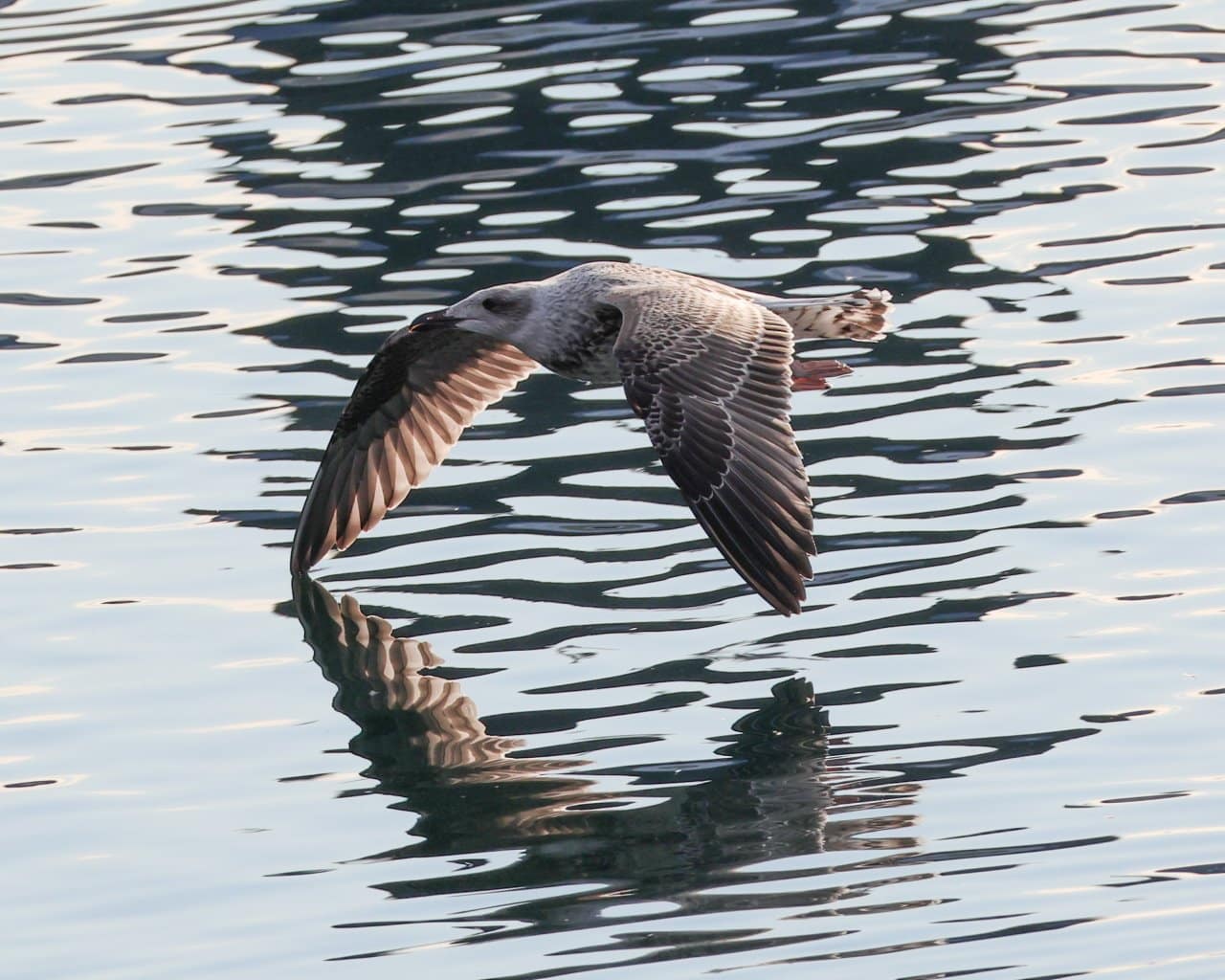 Berlevag_006