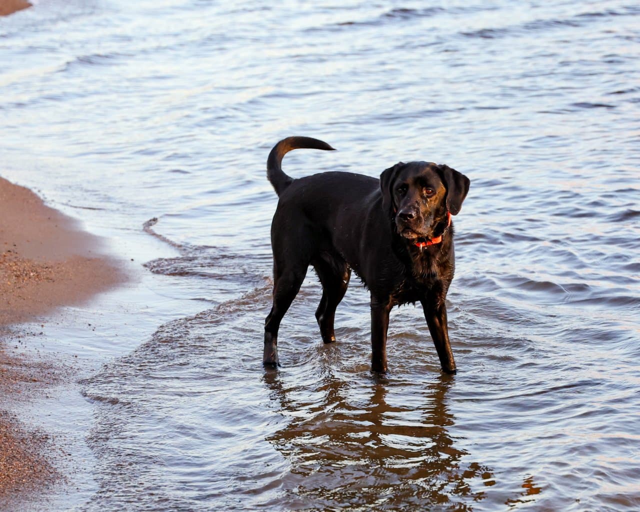 Kallahdenniemi Beach_008
