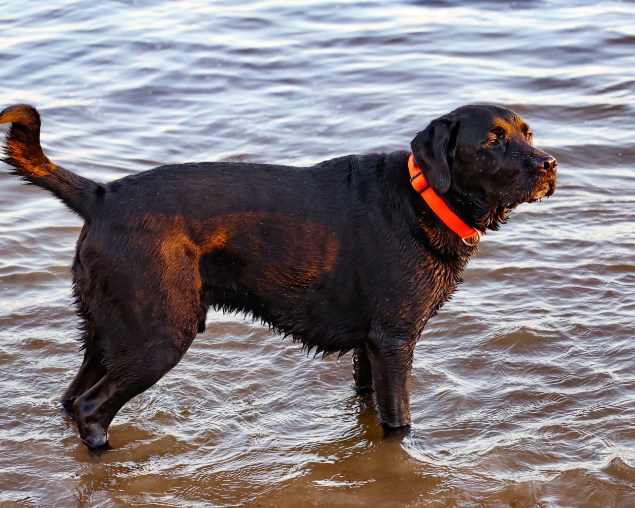 Kallahdenniemi Beach_011