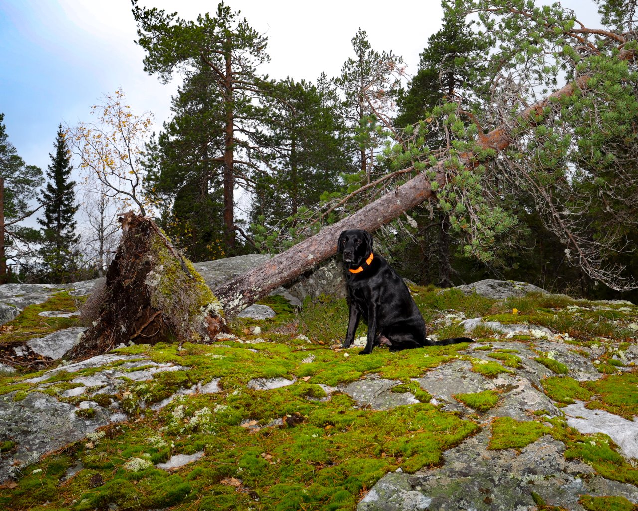 Koli_001