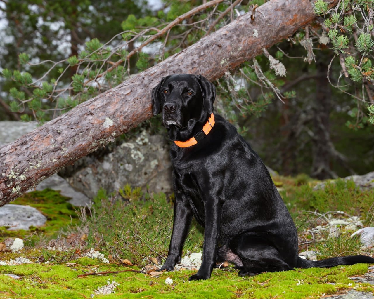Koli_002
