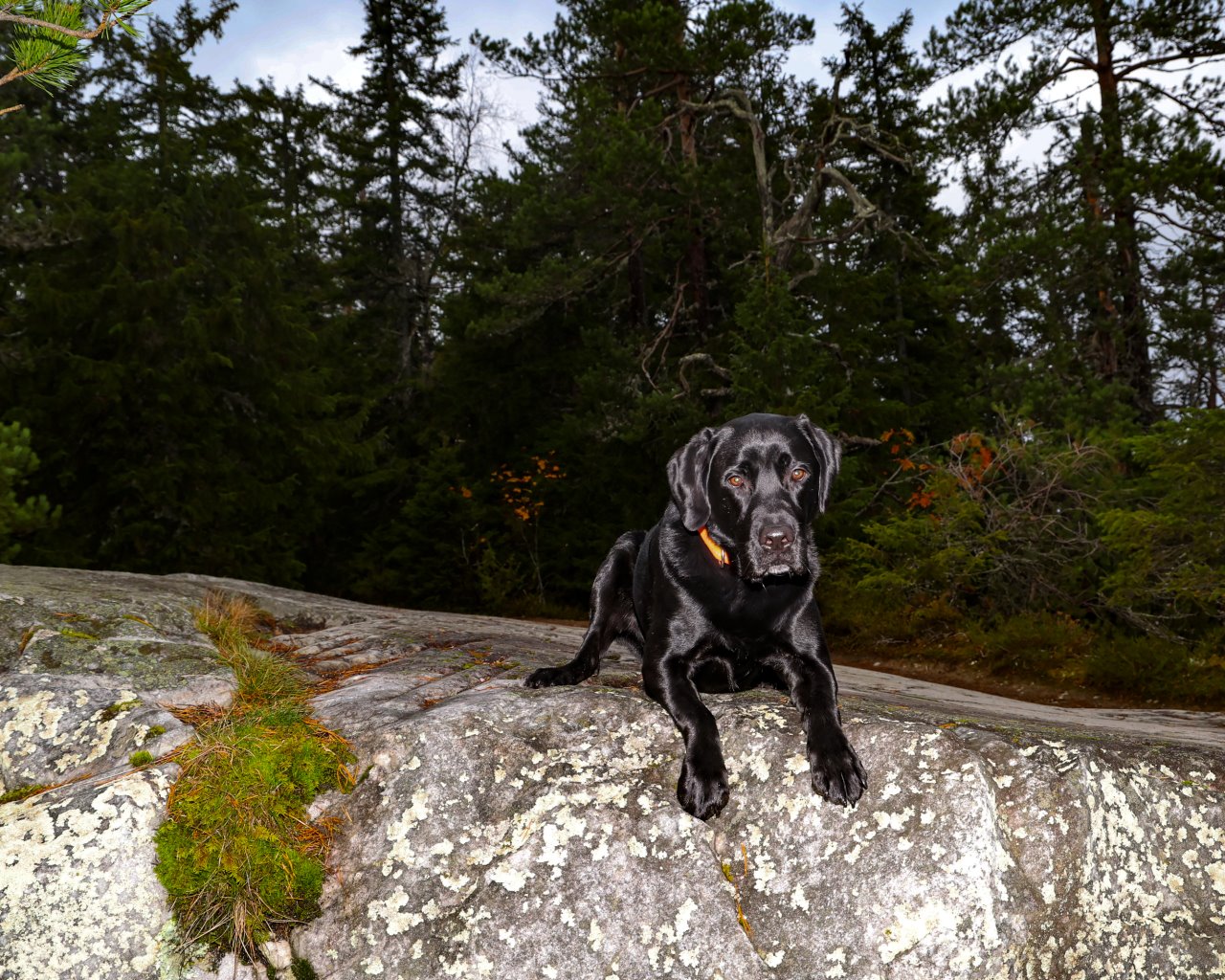 Koli_004