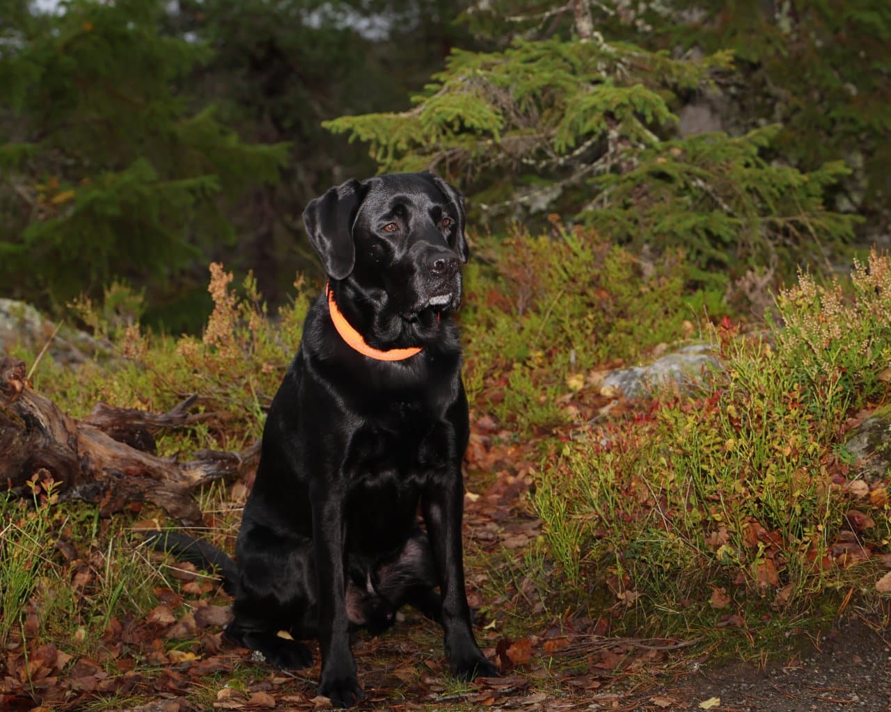 Koli_005