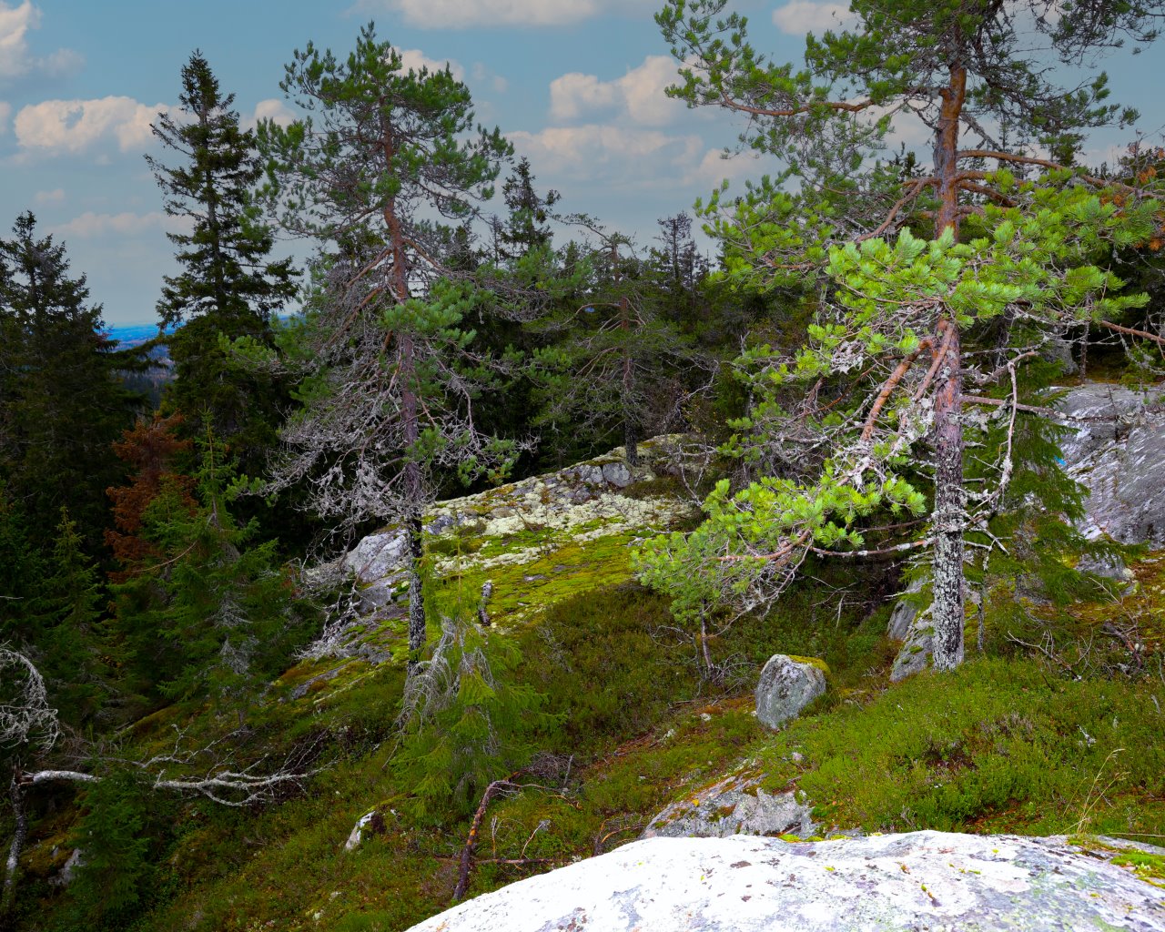 Koli_008
