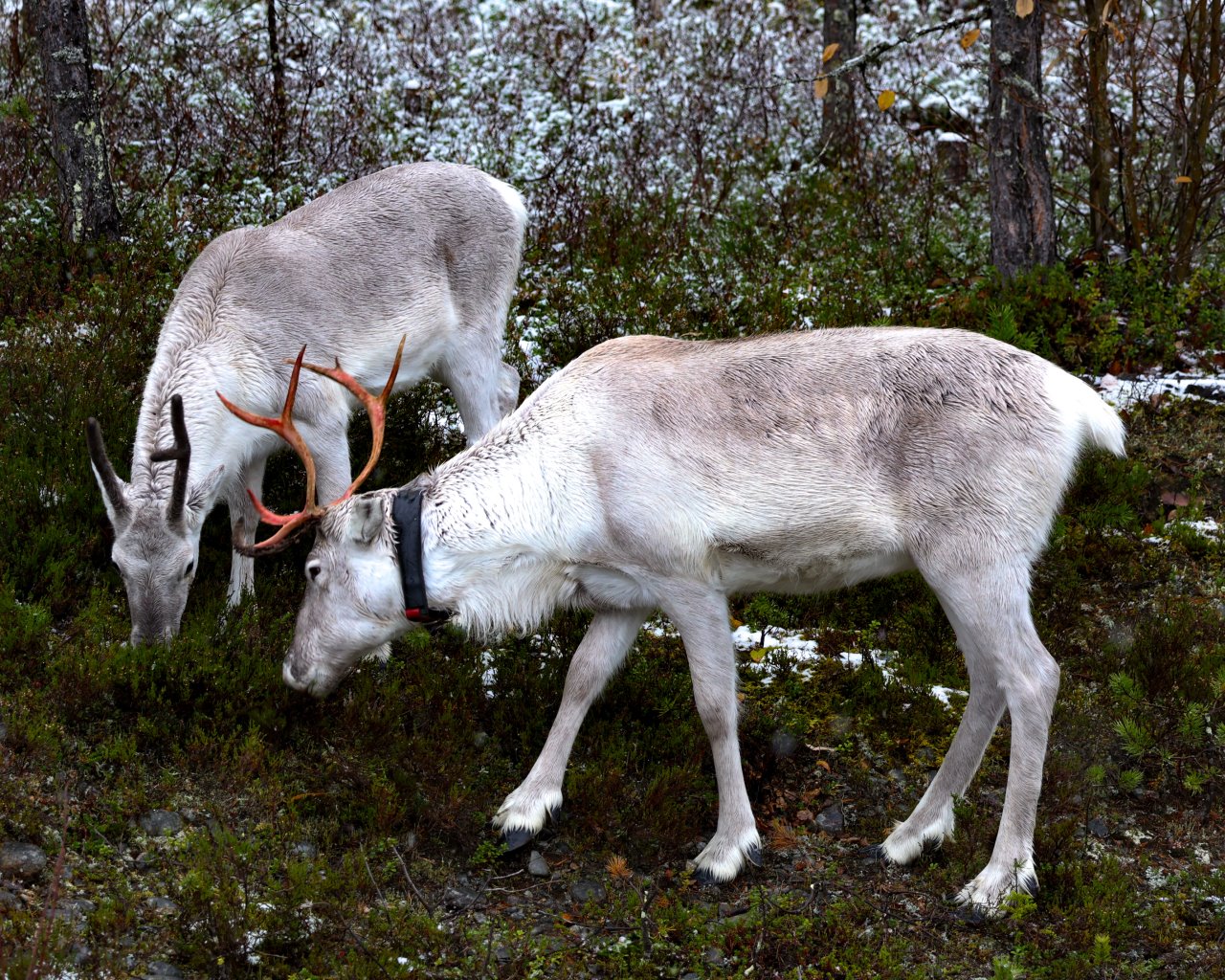 Kuusamo_001