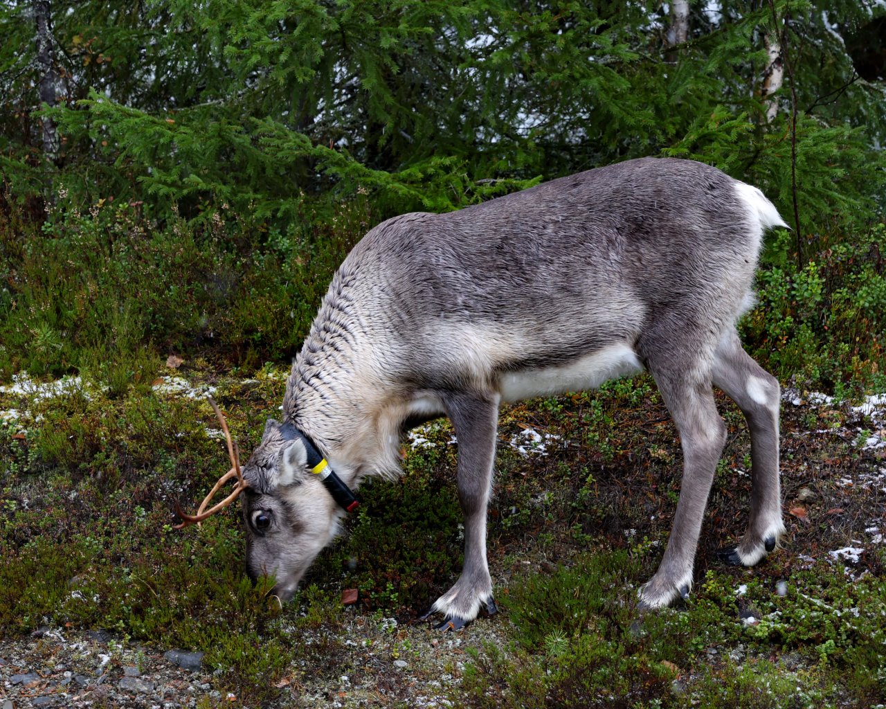 Kuusamo_003