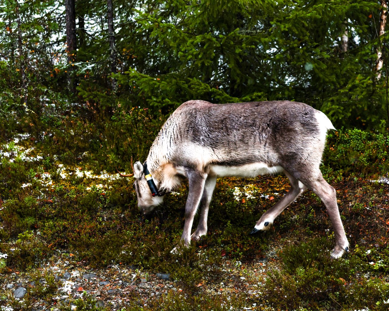 Kuusamo_004
