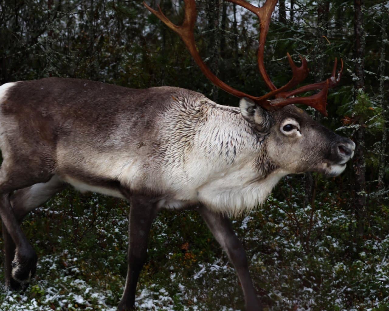 Kuusamo_008