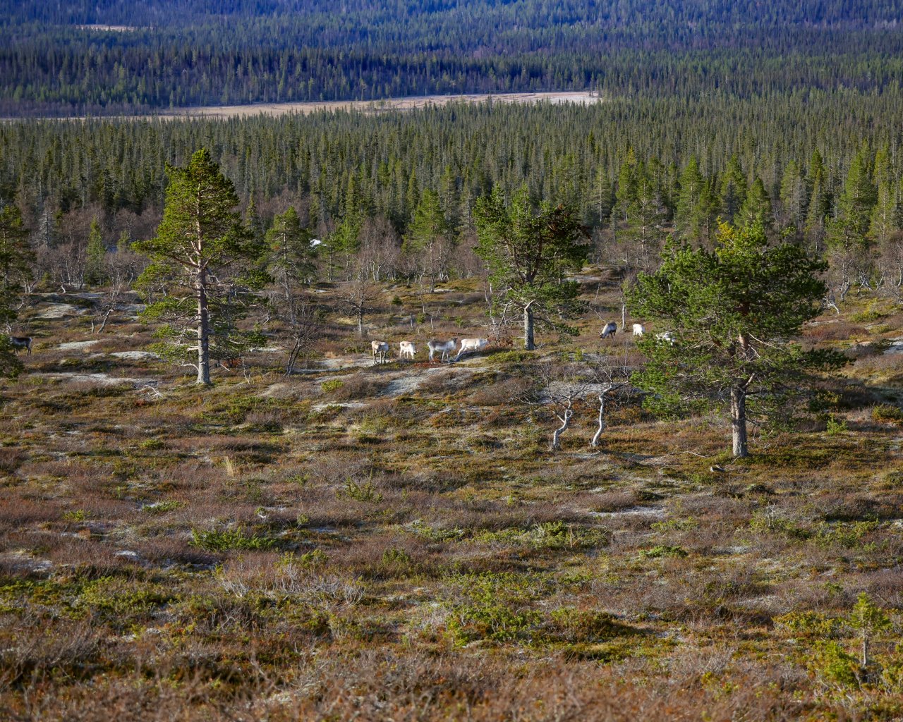 Muonio_Parken_004