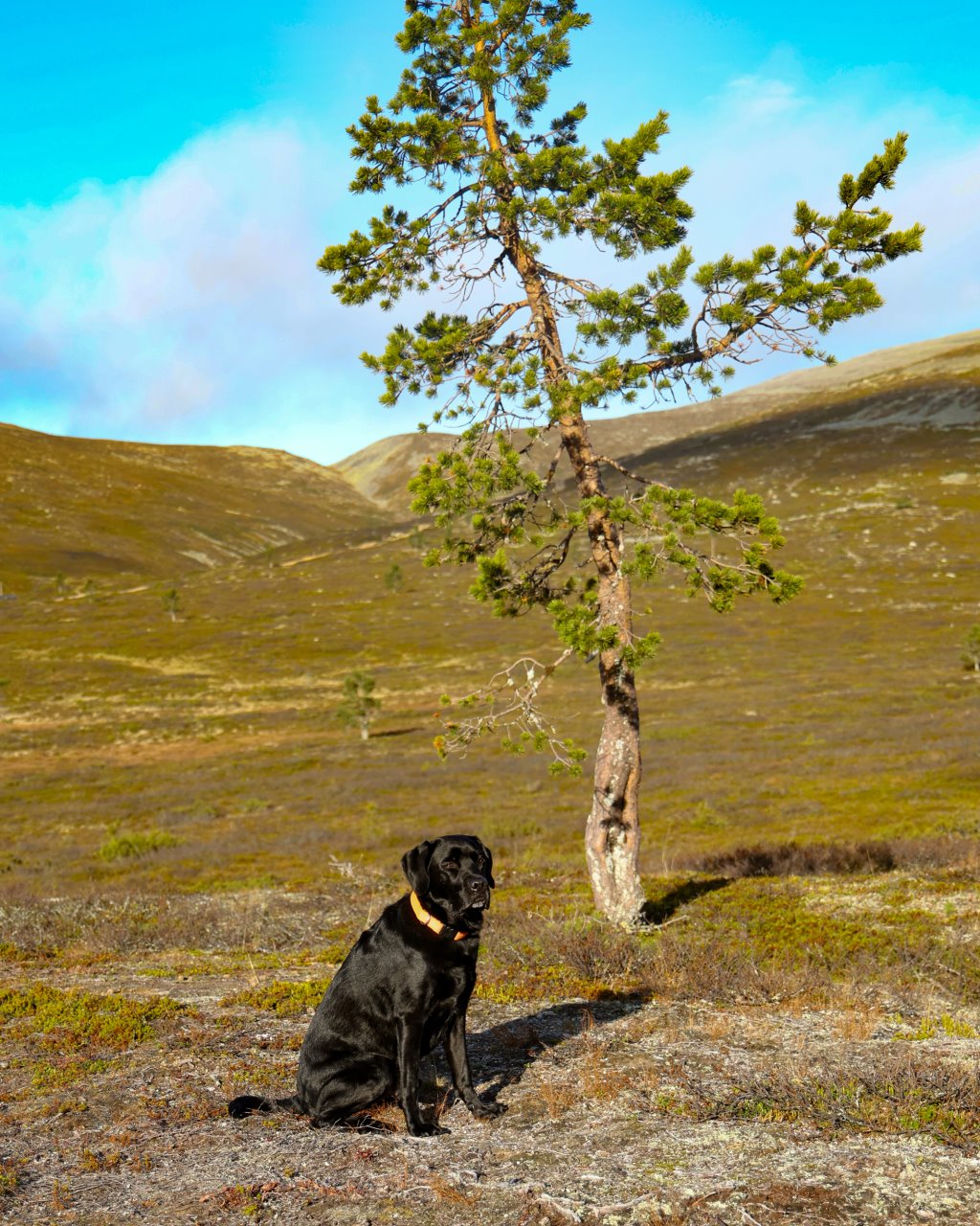 Muonio_Parken_016