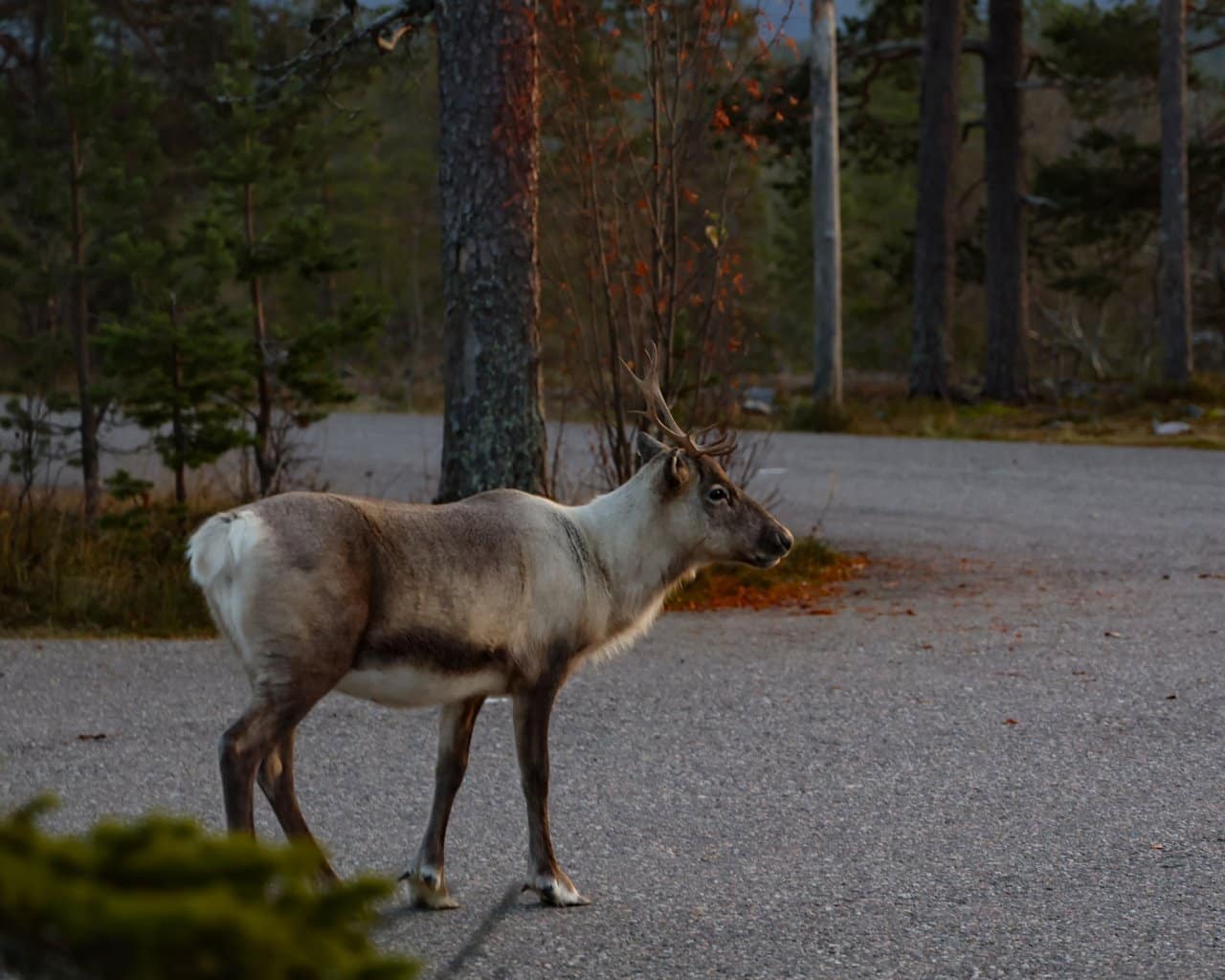 Muonio_Parken_023