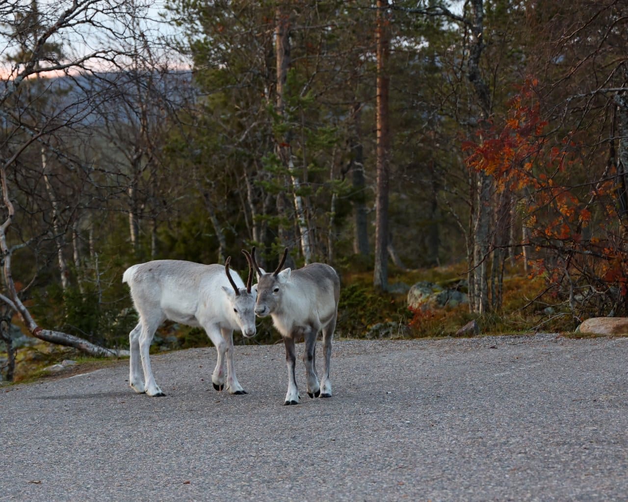 Muonio_Parken_024