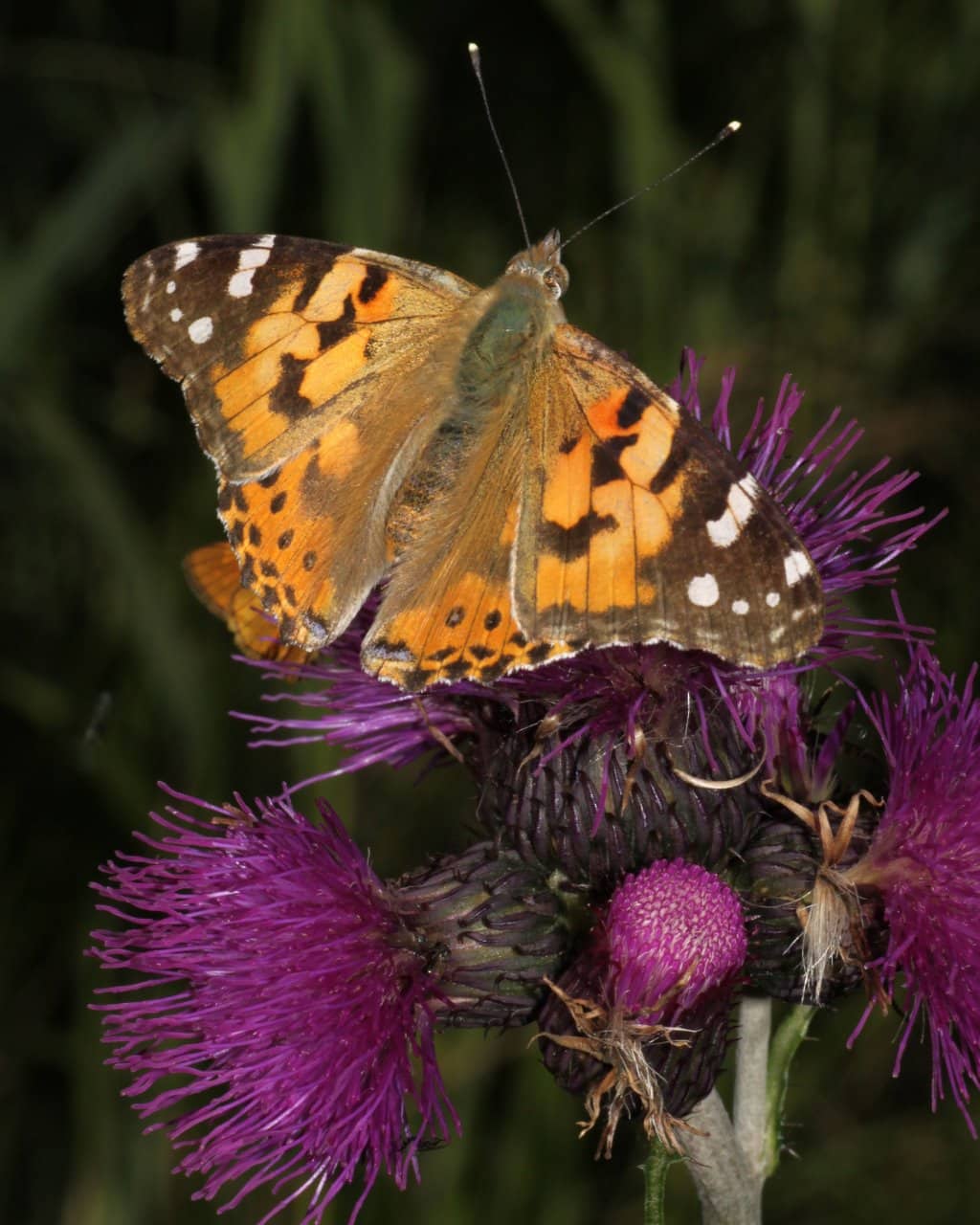 Natur_034