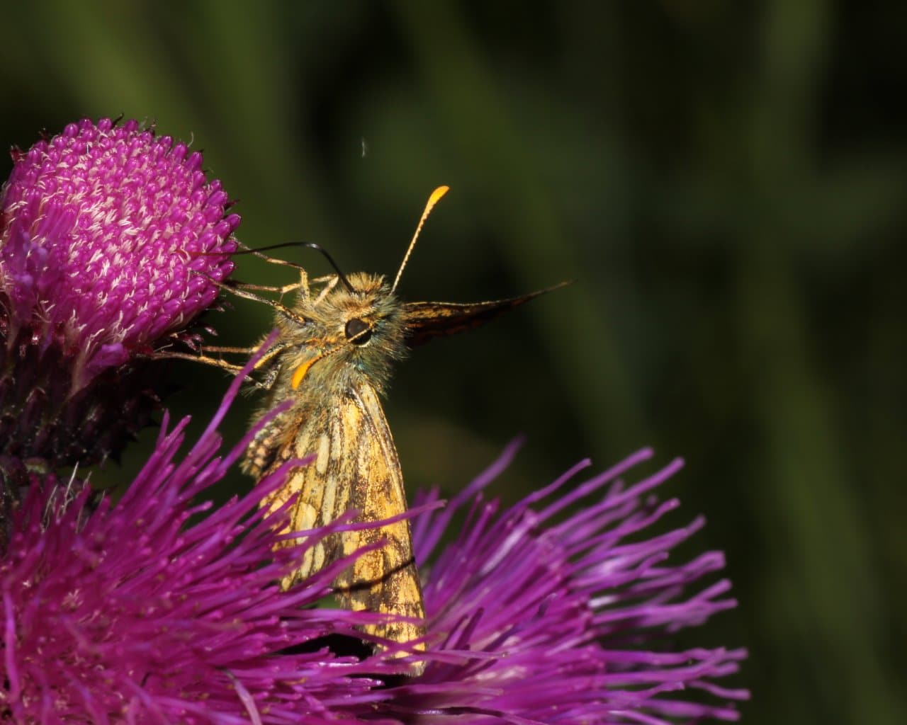 Natur_039
