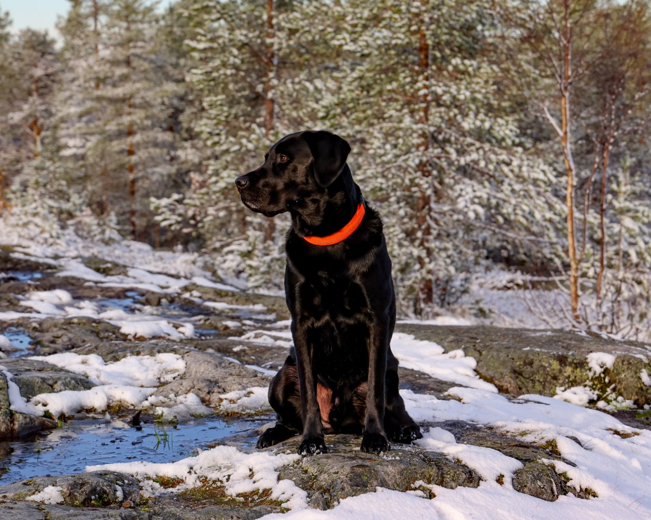Rovaniemi_004