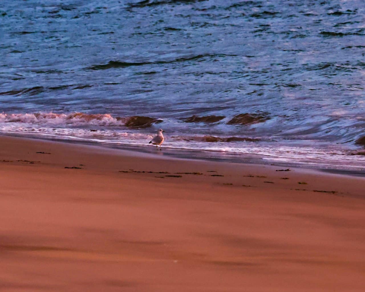 Sandhomoya_019