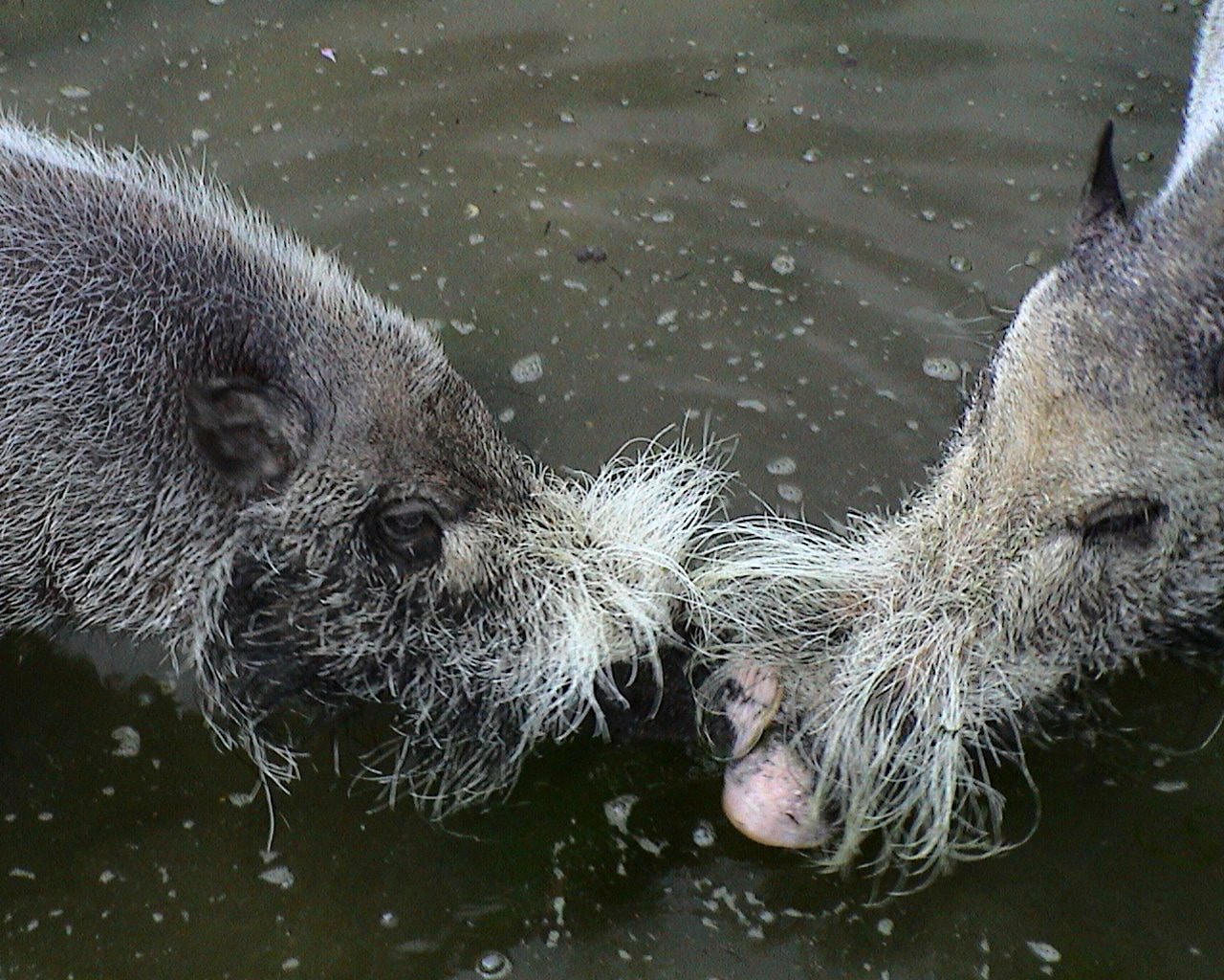 Zoo_Hellabrunn_002