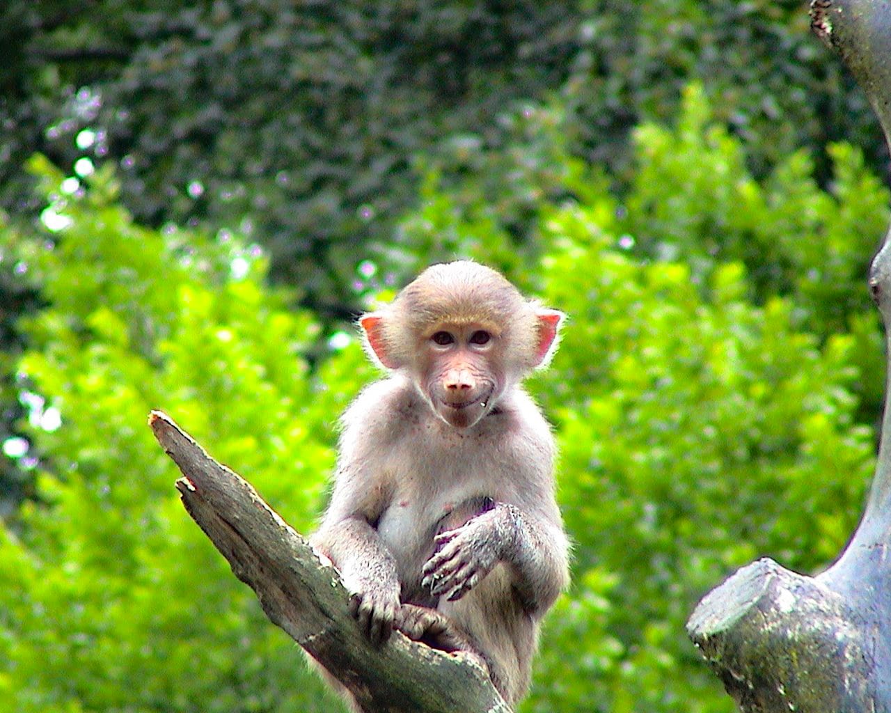 Zoo_Hellabrunn_003