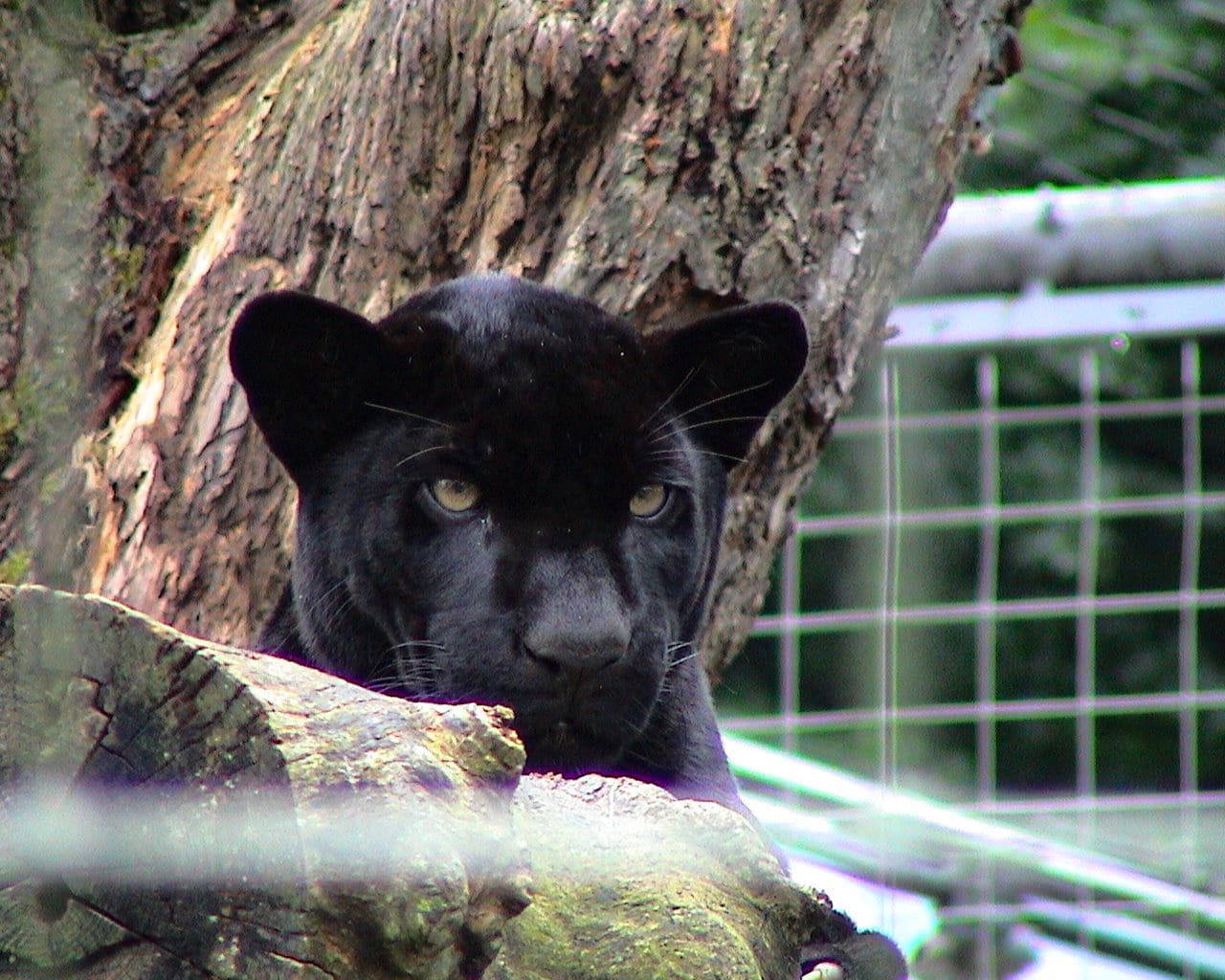 Zoo_Hellabrunn_004