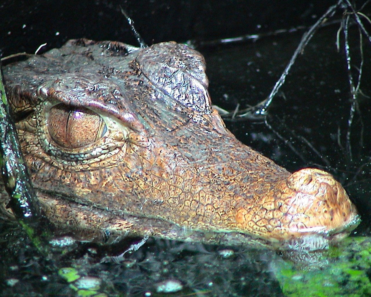 Zoo_Hellabrunn_005