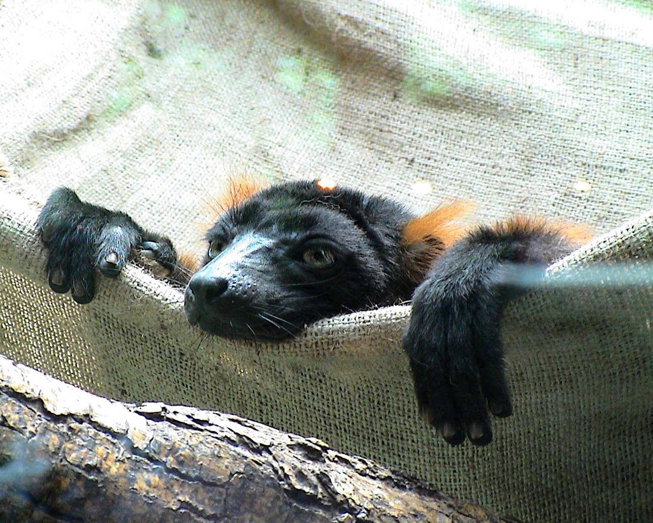 Zoo_Hellabrunn_006