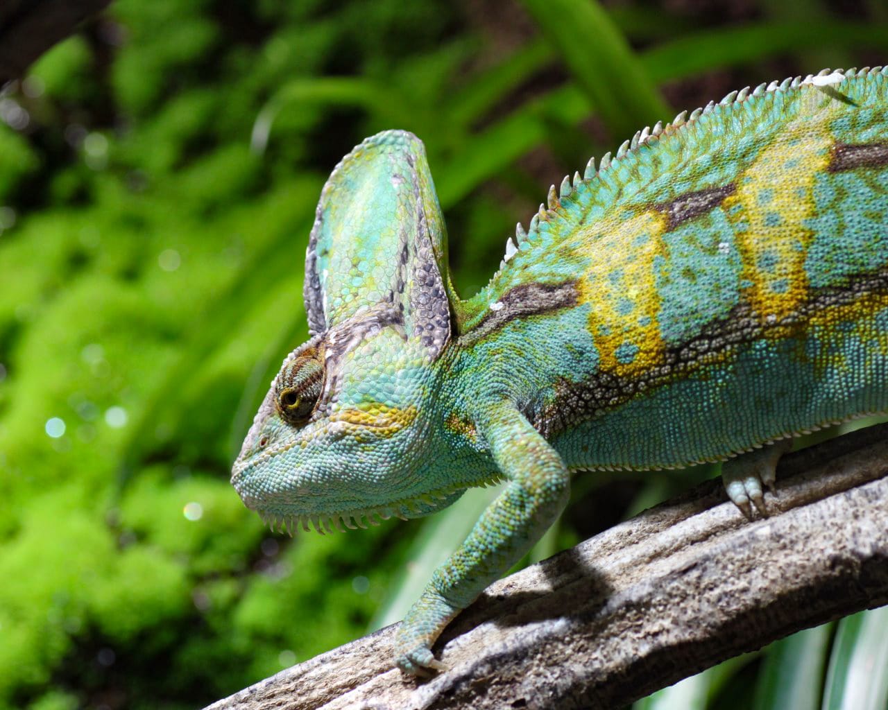 Zoo_Hellabrunn_007