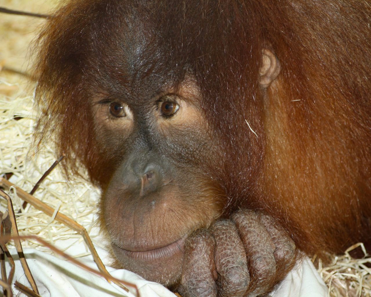 Zoo_Hellabrunn_015