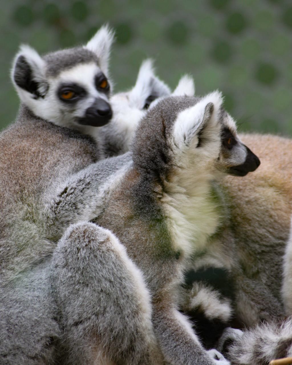 Zoo_Hellabrunn_017