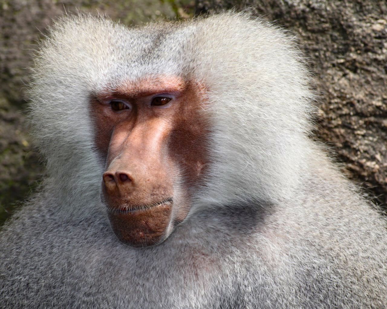 Zoo_Hellabrunn_021