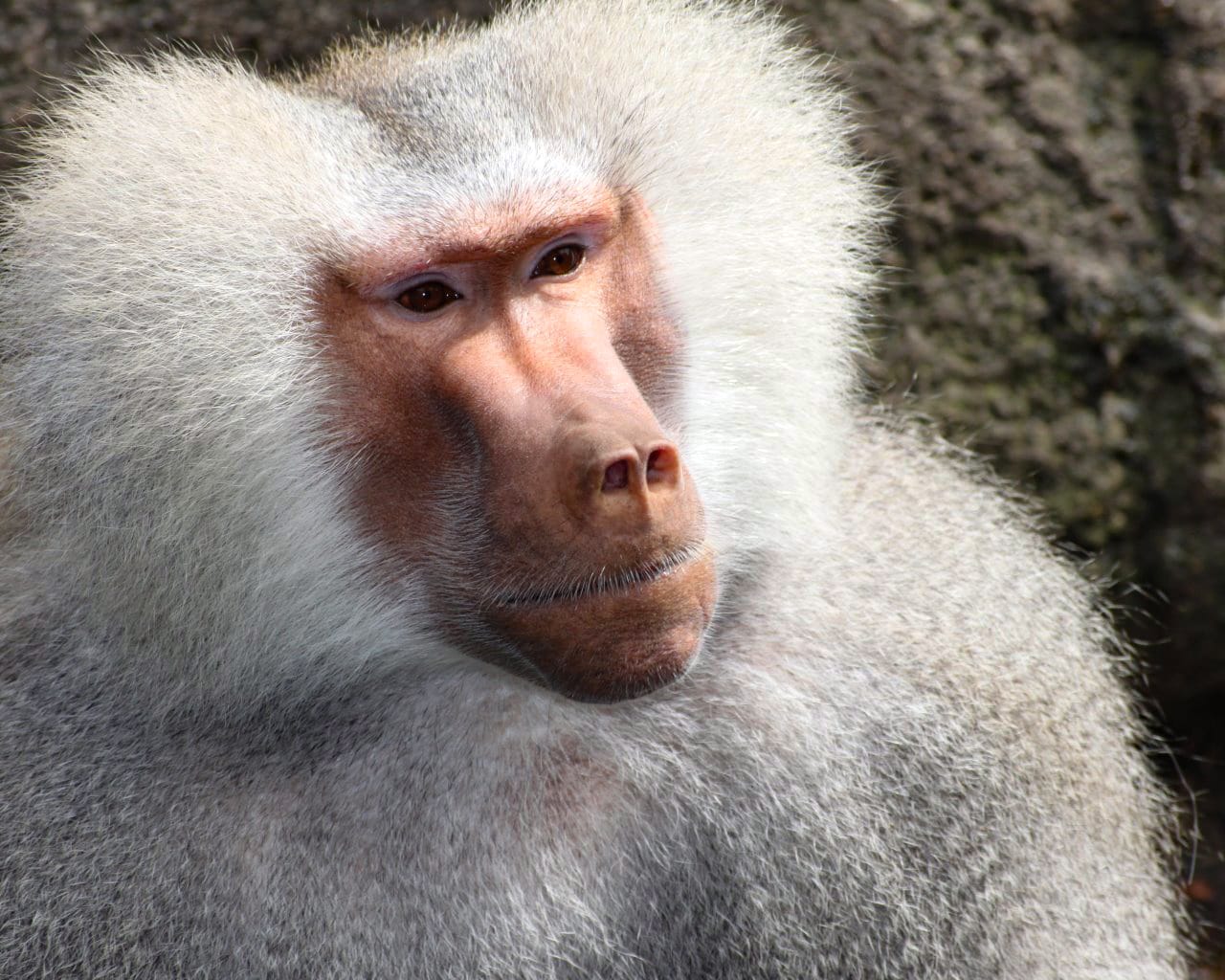 Zoo_Hellabrunn_023