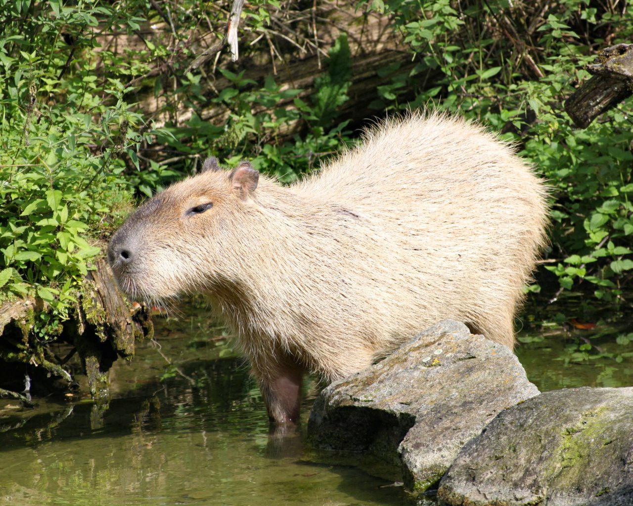 Zoo_Hellabrunn_032
