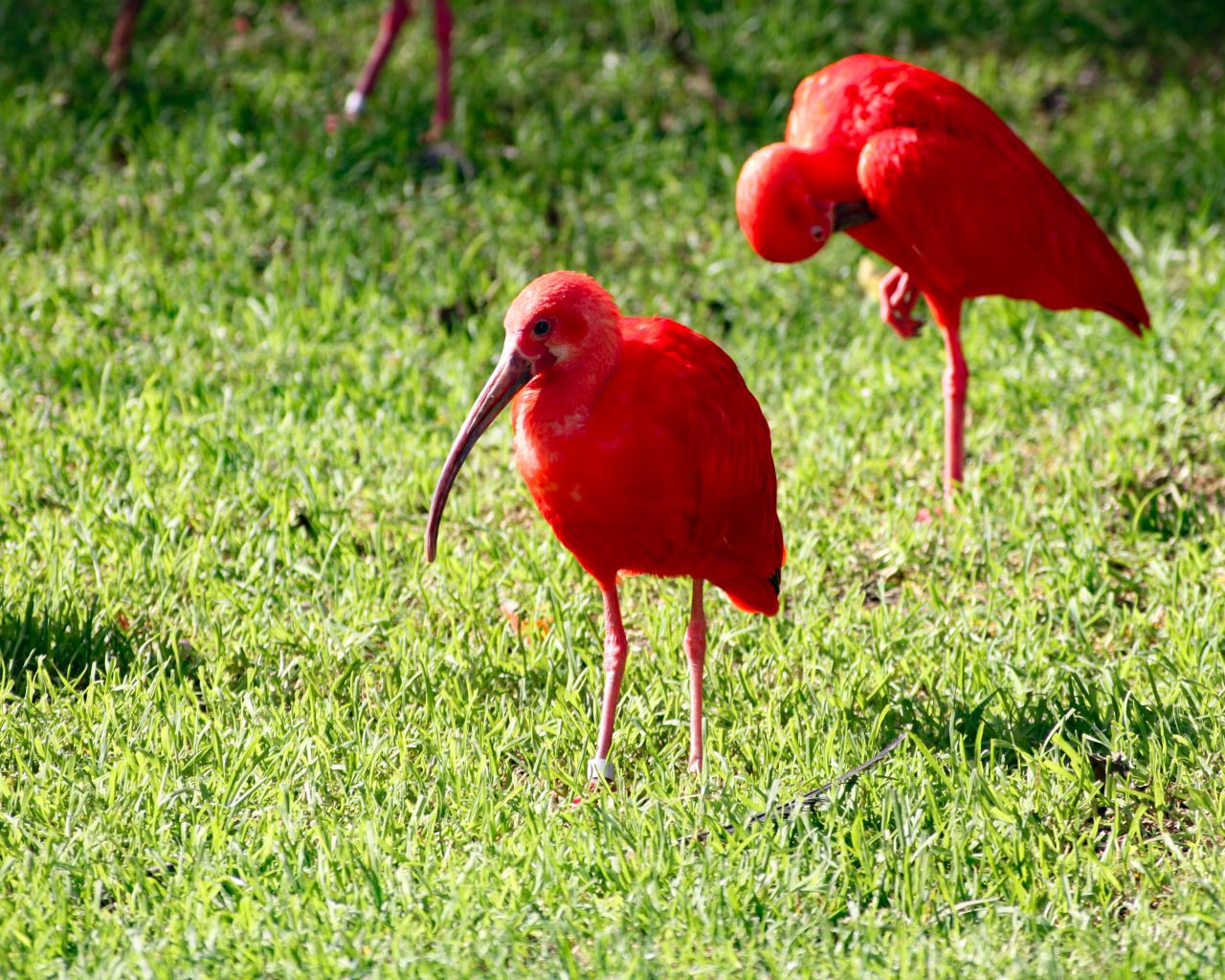 Zoo_Hellabrunn_033