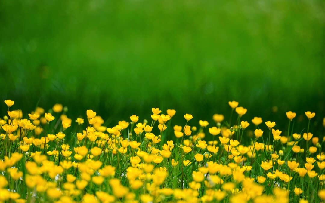 Blumenwiese