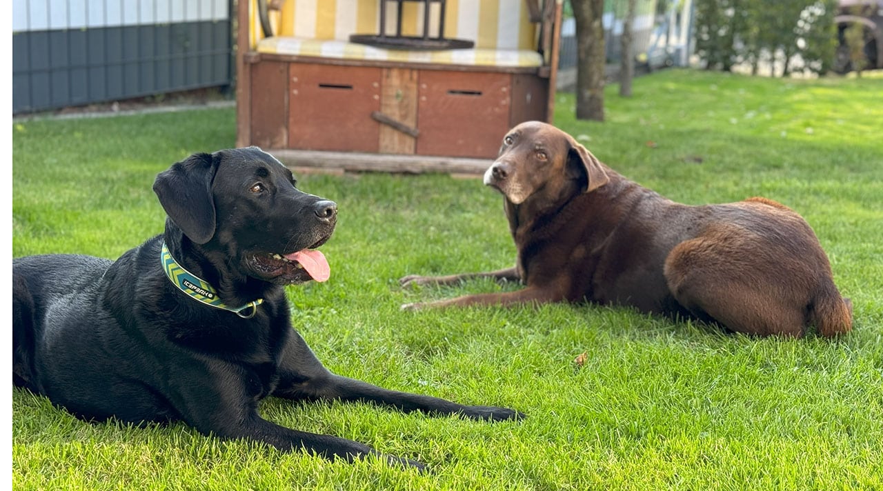 odin und Jackson