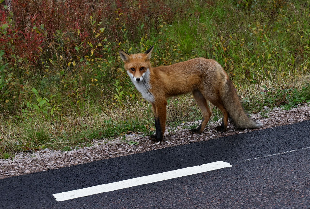 fuchs