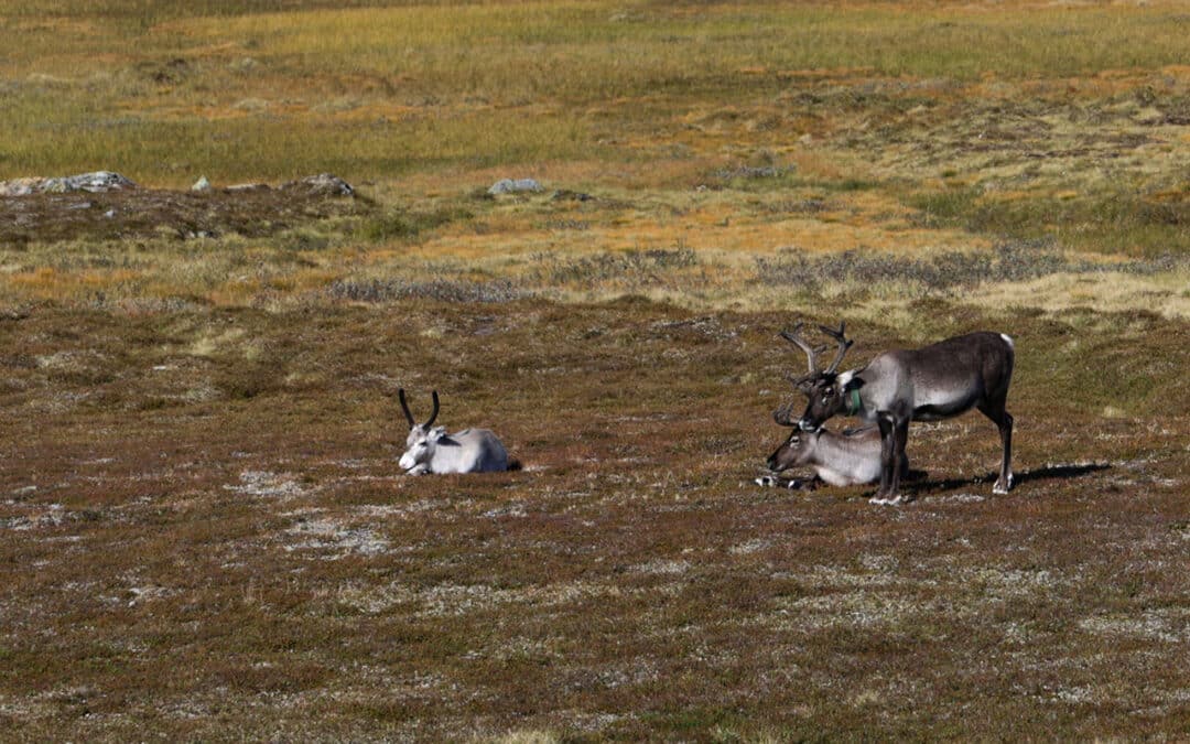 Lappland