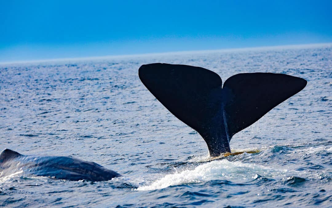 Whalewatching in Andenes