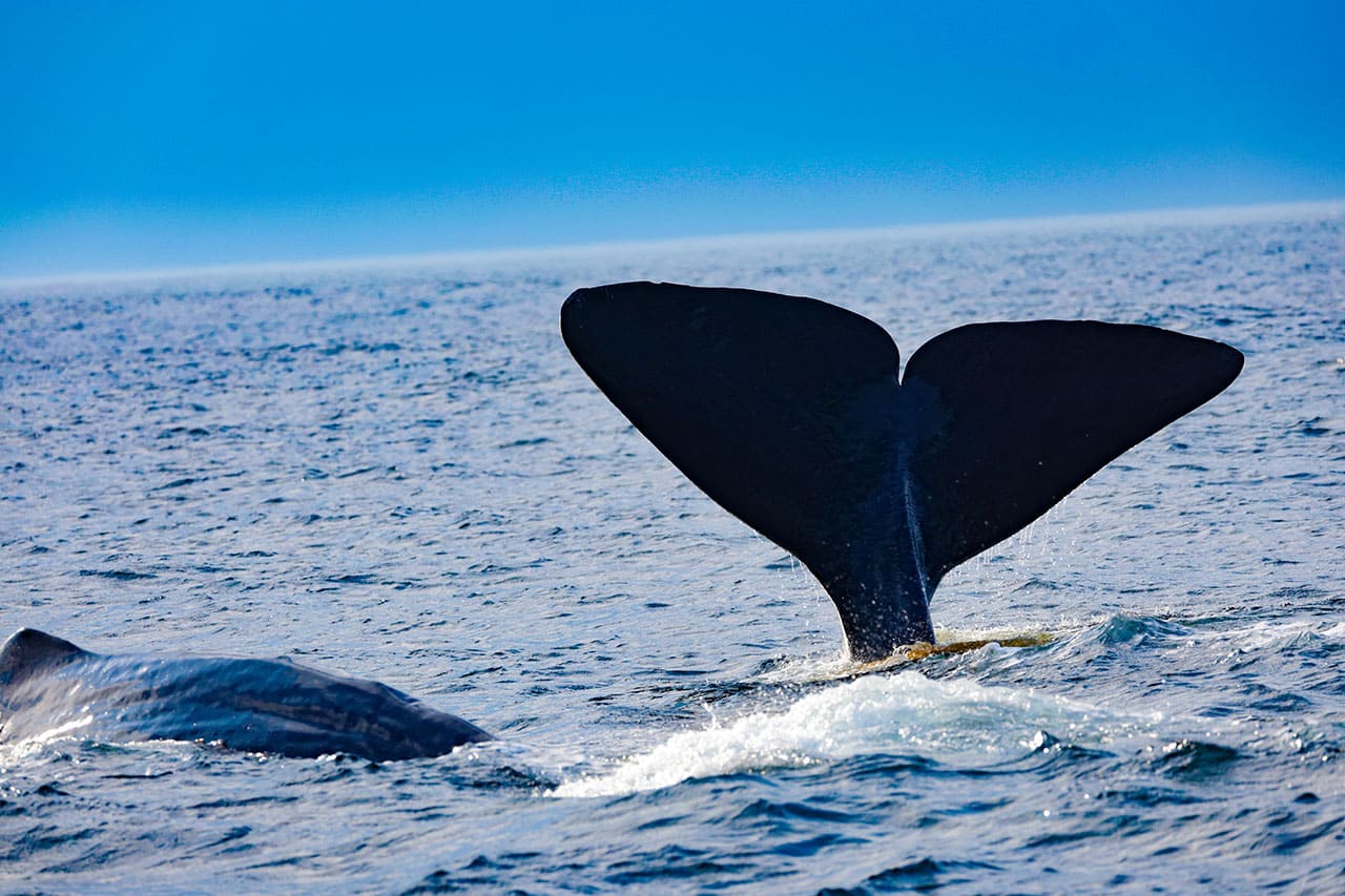 Whalewatching in Andenes