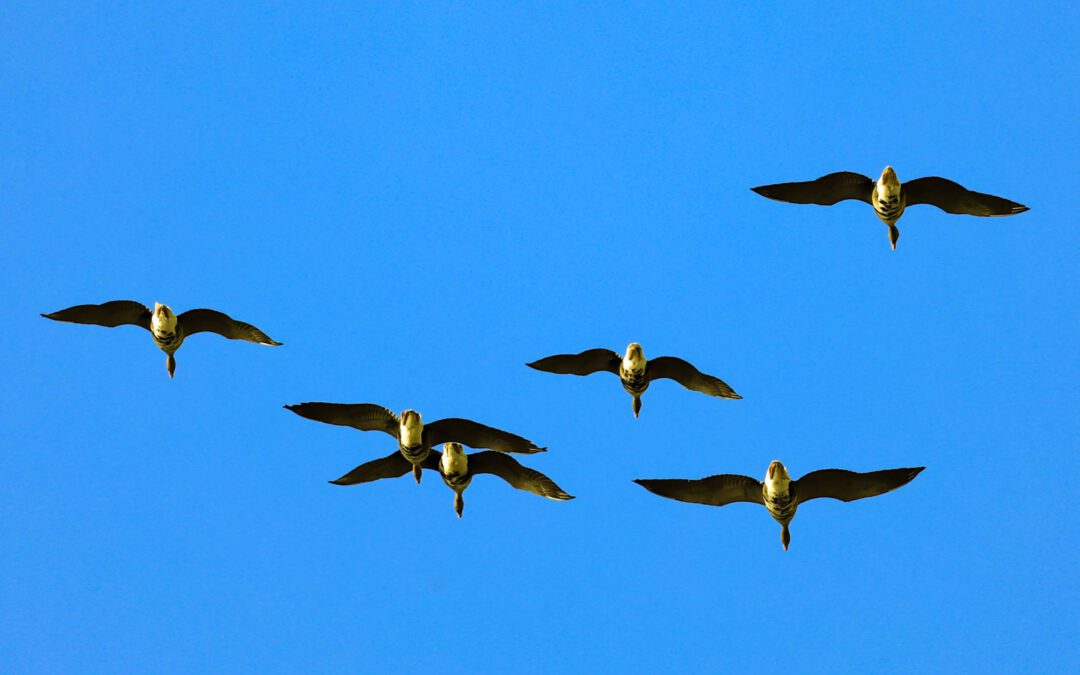 Ölands Vogelinsel