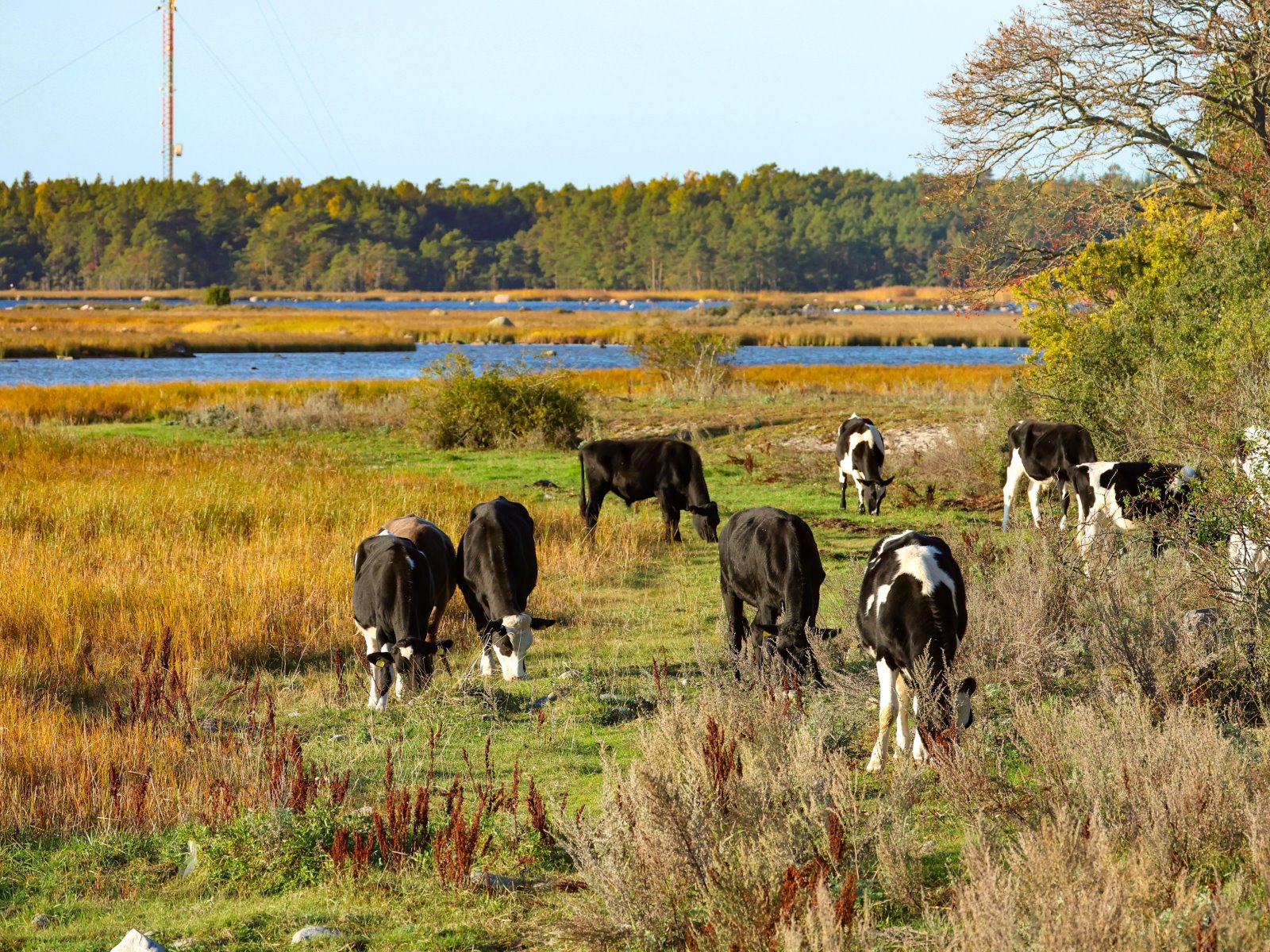 Ölands-Tierwelt_041