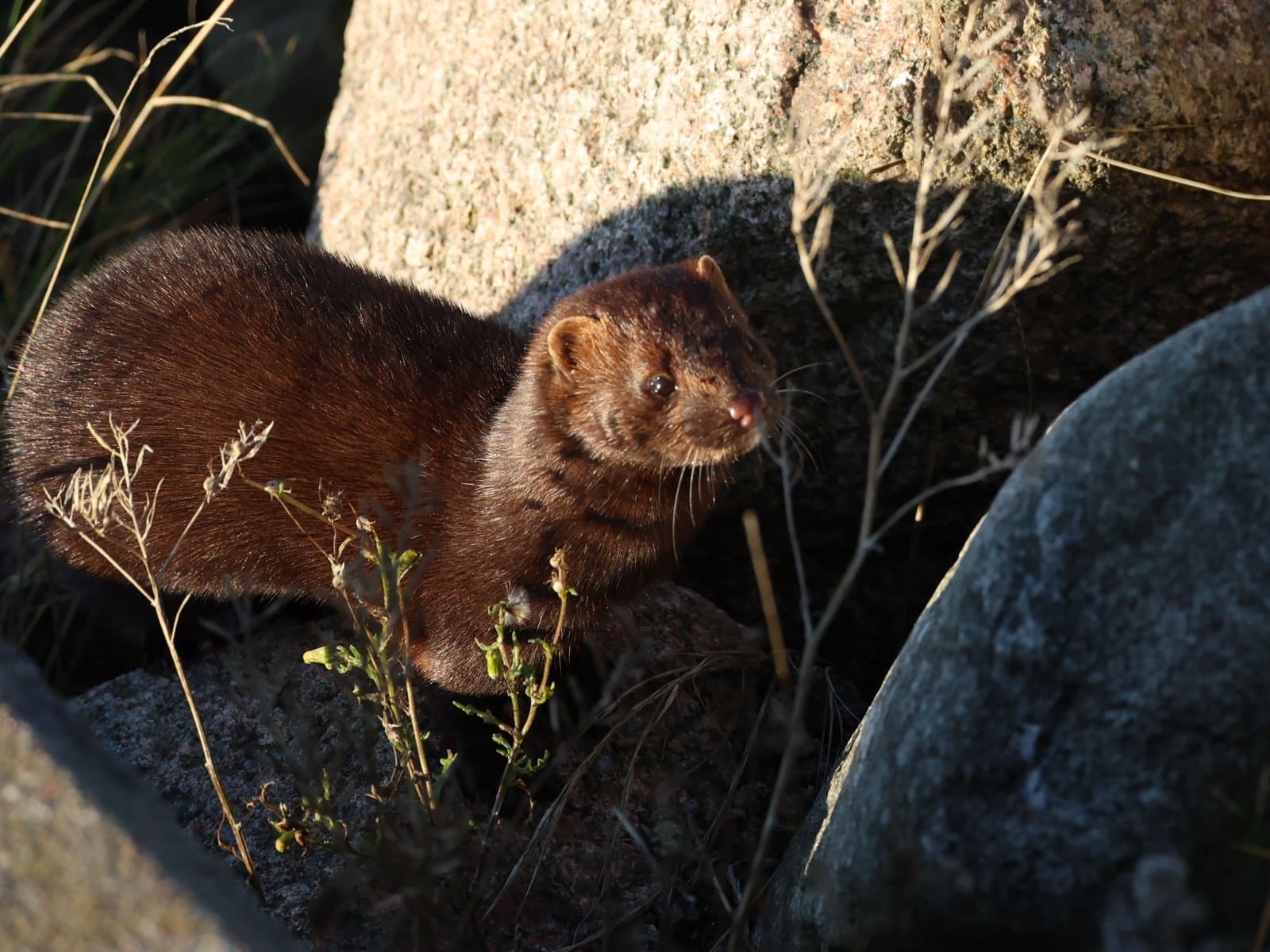 Ölands-Tierwelt_046