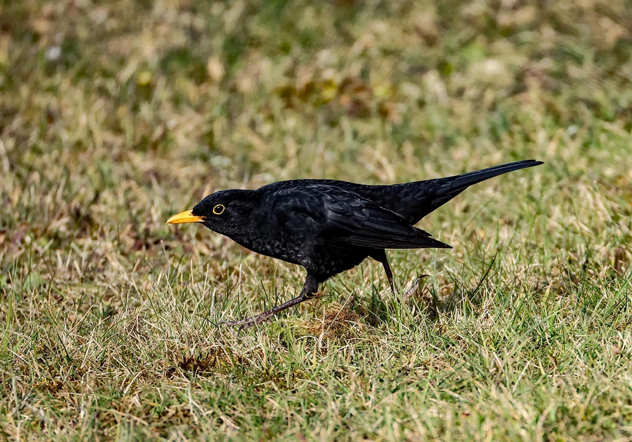 amsel