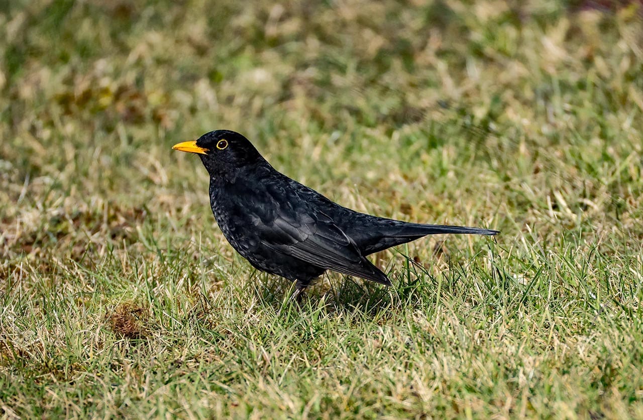 amsel_2