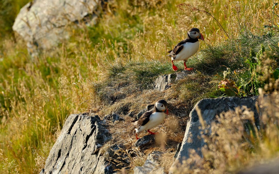 Runde die Vogelinsel