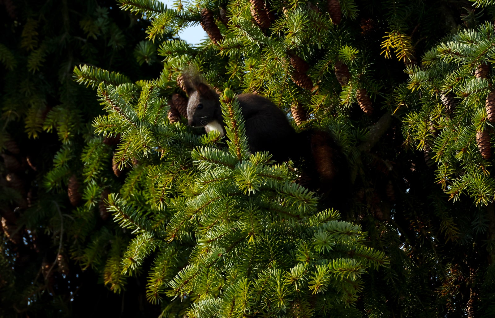 Eichhörndchen5_1600