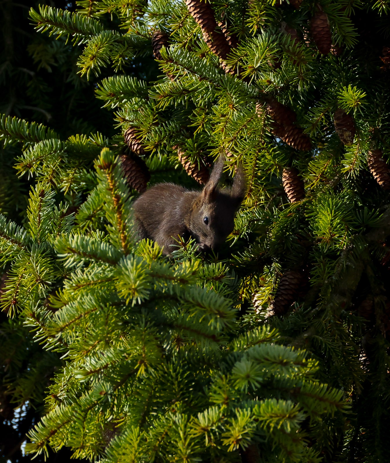Eichhörndchen6_1600
