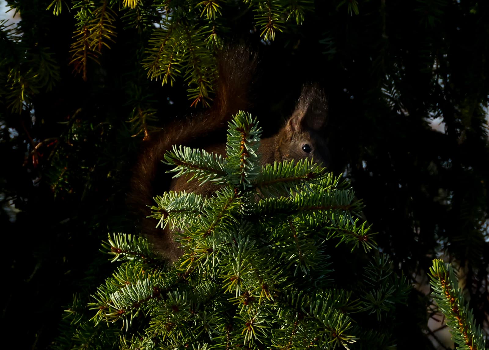 Eichhörndchen7_1600